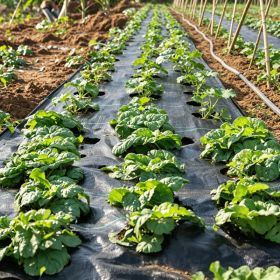 6x100FT Heavy Duty Weed Barrier Landscape Fabric, Woven PP Geotextile Ground Cover for Driveways & Gardens (Option: Default title)